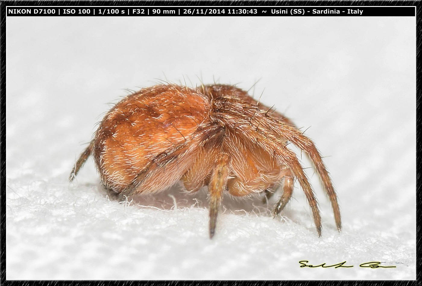 Araneus sp.? No. Agalenatea redii - Usini (SS)